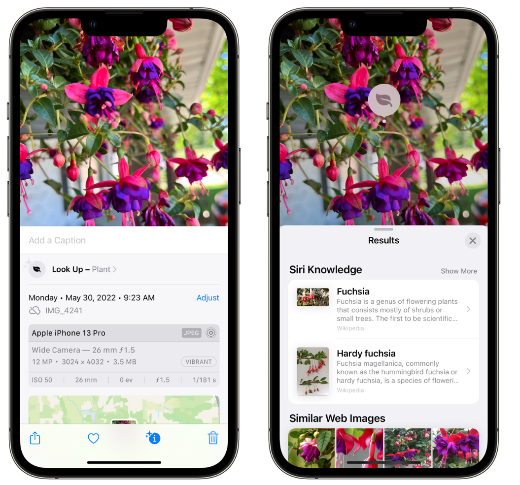 九真镇苹果手机维修分享小技巧：使用 iPhone 相机识别花卉植物 